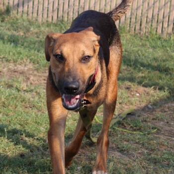 Rescue Black And Tan Coonhound and Shepherd Dogs for Adoption in West Point, Mississippi - Gavin | PetCurious
