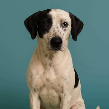 Rescue Mixed Breed Dogs for Adoption in Perryville, Arkansas - Anna | PetCurious