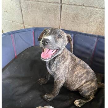 Kiara -  American Staffordshire Terrier and Labrador Retriever Dog for Adoption in Hampton, Virginia - Kiara | PetCurious