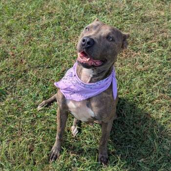Rescue Mixed Breed Dogs for Adoption in Alabaster, Alabama - Pepper | PetCurious