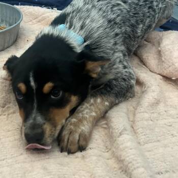 Sweet -  Australian Cattle Dog Blue Heeler Dog for Adoption in Uniontown, Pennsylvania - Sweet | PetCurious