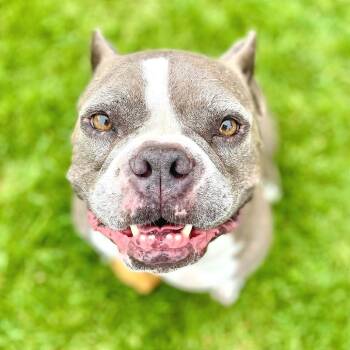 Rescue English Bulldog and Bull Terrier Dogs for Adoption in Long Beach, California - Matza | PetCurious