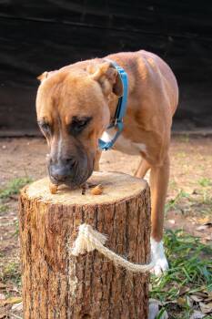 American Staffordshire Terrier Dogs Available for Adoption - Scampi - CO | PetCurious