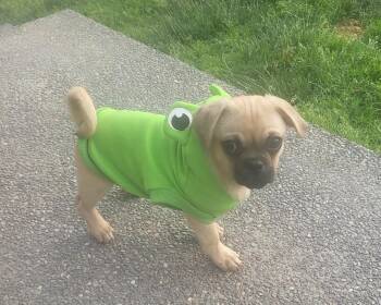 Professor -  Pug Dog for Adoption in Roseburg, Oregon - Professor | PetCurious