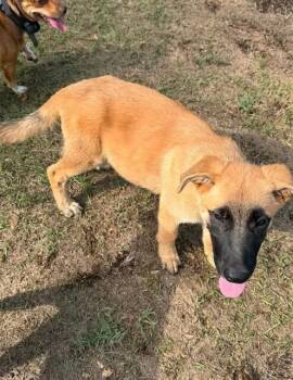 Everyone Loves Raymond Litter - Robert located in Michigan -  Belgian Shepherd Malinois and German Shepherd Dog Dog for Adoption in Imlay City, Michigan - Everyone Loves Raymond Litter - Robert Located In Michigan | PetCurious