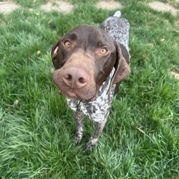 German Shorthaired Pointer Dogs Available for Adoption - Rhett | PetCurious