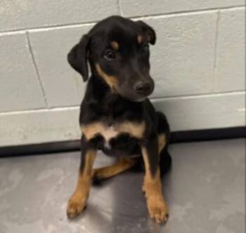India -  Doberman Pinscher Dog for Adoption in Red Bluff, California - India | PetCurious