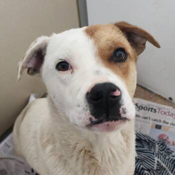 Jackson -  Labrador Retriever Dog Available for Adoption in Tama, Iowa - Jackson | PetCurious