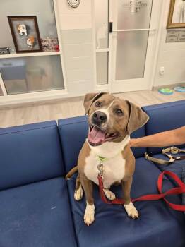American Bully Dogs Available for Adoption in Maidens, Virginia - Oobie-Doobie | PetCurious