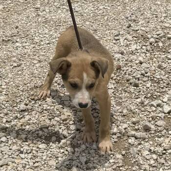 Boy Pup -  Mixed Breed Dog for Adoption in Hagerstown, Maryland - Boy Pup | PetCurious