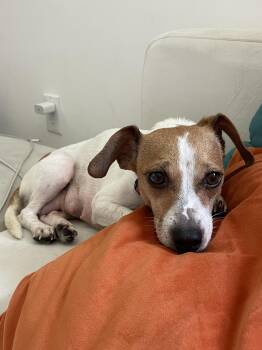 Rescue Jack Russell Terrier and Chihuahua Dogs for Adoption in West Hollywood, California - Belle | PetCurious