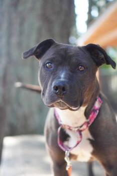 Pit Bull Terrier Dogs Available for Adoption in Vancouver, Washington - Dori | PetCurious