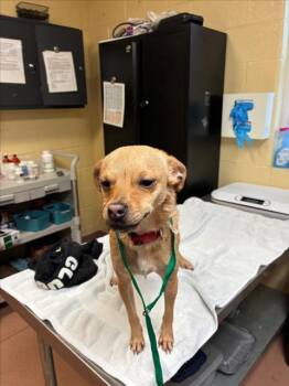 Parson Russell Terrier and Chihuahua Dogs Available for Adoption - ZOEY | PetCurious