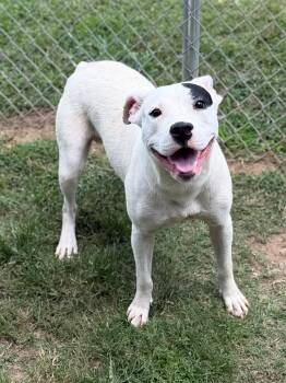 Arby -  Mixed Breed Dog for Adoption - Arby | PetCurious