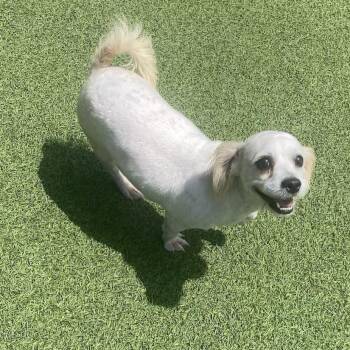Maisie Moo 7487 -  Shih Tzu Dog for Adoption in Loxahatchee Groves, Florida - Maisie Moo 7487 | PetCurious