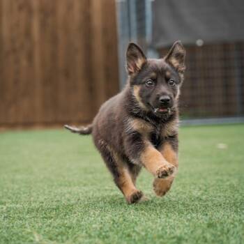 Stormy -  German Shepherd Dog Dog for Adoption - Stormy | PetCurious