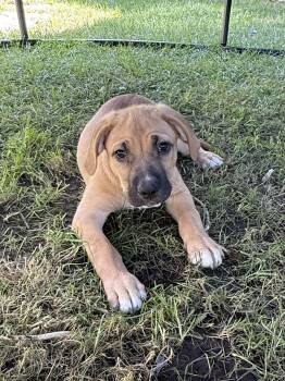 American Bully and Pit Bull Terrier Dogs Available for Adoption in Tracy, California - Jonah | PetCurious