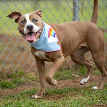 Mixed Breed Dogs Available for Adoption - Nami  | PetCurious