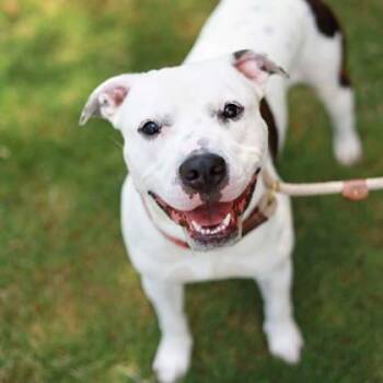 Guy Ritchie -  Mixed Breed Dog for Adoption in Atlanta, Georgia - Guy Ritchie | PetCurious