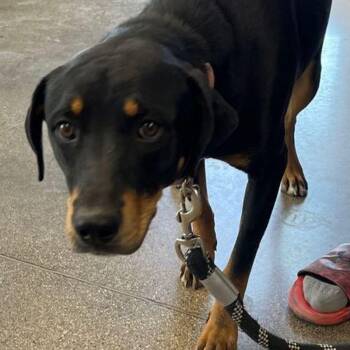 Sage -  Rottweiler and Rhodesian Ridgeback Dog for Adoption in Kingman, Arizona - Sage | PetCurious