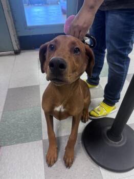 Redbone Coonhound and Mixed Breed Dogs Available for Adoption in Oklahoma City, Oklahoma - OL RED | PetCurious