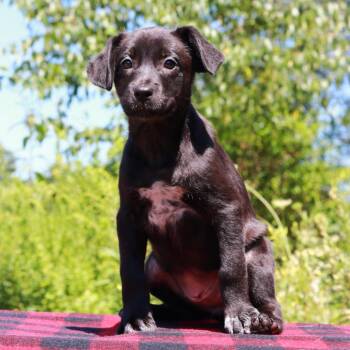 CT Beep -  Border Collie and Mixed Breed Dog for Adoption in Stormville, New York - CT Beep | PetCurious
