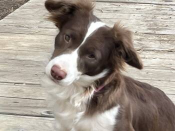 Millie -  Corgi and Australian Shepherd Dog for Adoption in Denver, Colorado - Millie | PetCurious