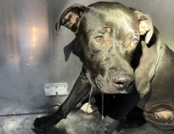 Rescue Mixed Breed Dogs for Adoption in Dallas, Texas - DANNY | PetCurious