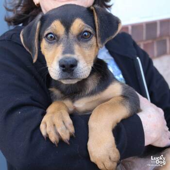 Shepherd Dogs Available for Adoption in Washington, District Of Columbia - Limeade | PetCurious