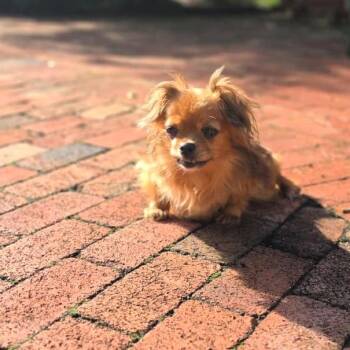 SISSY -  Chihuahua Dog for Adoption in Waterford, New Jersey - SISSY | PetCurious