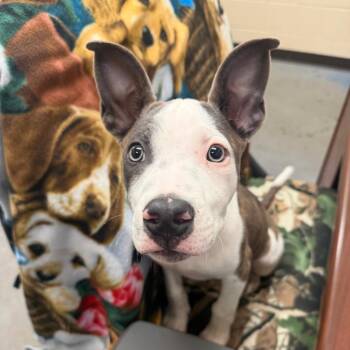 Ilia -  Mixed Breed Dog for Adoption in Memphis, Tennessee - Ilia | PetCurious