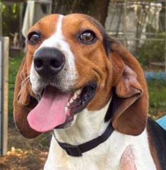 Pluto-available 8/15 www.lhar.dog to apply -  Beagle Dog for Adoption in Frederick, Maryland - Pluto-available 8/15 Www.lhar.dog To Apply | PetCurious