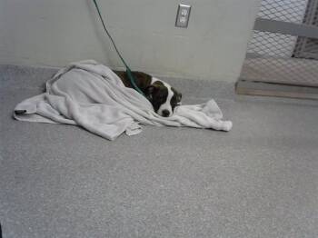 A187415 -  Pit Bull Terrier and Mixed Breed Dog for Adoption in Pasadena, Texas - A187415 | PetCurious