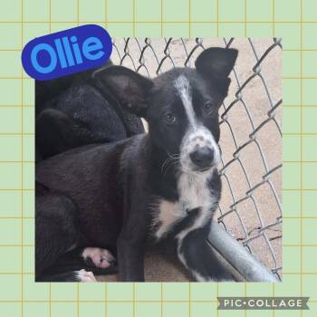 Labrador Retriever Dogs Available for Adoption in Ringwood, New Jersey - Ollie | PetCurious