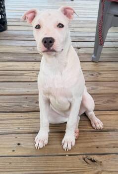 Zoey (Brooke-fostered in TN) -  Bull Terrier and Jack Russell Terrier Dog for Adoption in Brighton, Tennessee - Zoey (Brooke-fostered In TN) | PetCurious