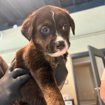 Sarah -  Rottweiler Dog for Adoption in Kittanning, Pennsylvania - Sarah | PetCurious