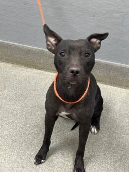 WENDY -  Pit Bull Terrier and Mixed Breed Dog for Adoption in Las Vegas, Nevada - WENDY | PetCurious
