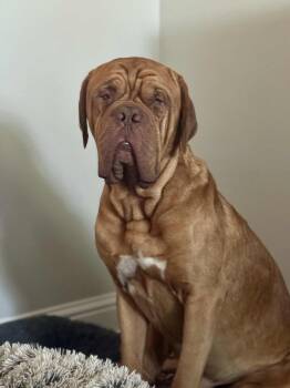 Rescue Dogue De Bordeaux Dogs for Adoption in Welch, Minnesota - Huck | PetCurious