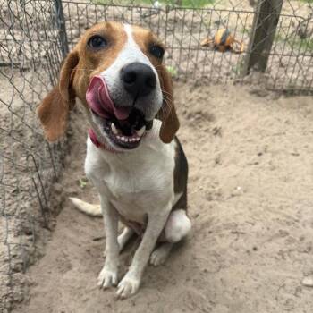Roulette -  Hound and Mixed Breed Dog Available for Adoption in North Myrtle Beach, South Carolina - Roulette | PetCurious