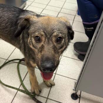 Smarty Pants -  Mixed Breed Dog for Adoption in Charleston, West Virginia - Smarty Pants | PetCurious
