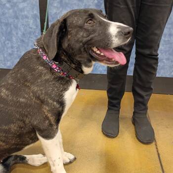 Plott Hound Dogs Available for Adoption - Gracie | PetCurious
