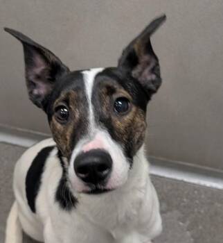 Jack Russell Terrier and Terrier Dogs Available for Adoption - Snoopy | PetCurious