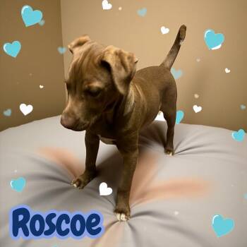 Rescue Chocolate Labrador Retriever Dogs for Adoption in Chuckey, Tennessee - Roscoe - SC | PetCurious