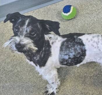 Rescue Shih Tzu Dogs for Adoption in Fort Madison, Iowa - Benny | PetCurious