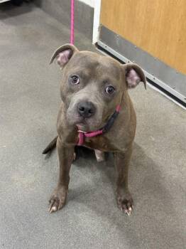 DYLAN -  Pit Bull Terrier and Mixed Breed Dog Available for Adoption - DYLAN | PetCurious