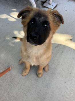 DW/Eleni -  Leonberger Dog for Adoption in Denver, Colorado - DW/Eleni | PetCurious