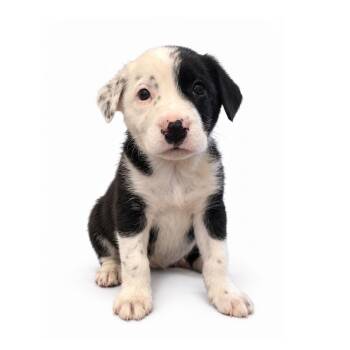 Linus -  Mastiff and Border Collie Dog for Adoption in Saratoga Springs, New York - Linus | PetCurious