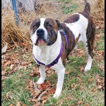 American Staffordshire Terrier Dogs Available for Adoption in Attica, Indiana - Bernard | PetCurious