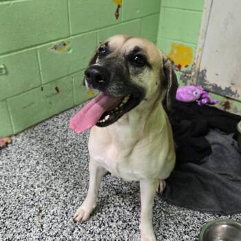 Sienna 26-293 -  Shepherd Dog for Adoption in Tawas City, Michigan - Sienna 26-293 | PetCurious