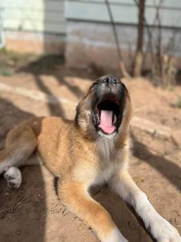 Great Pyrenees Dogs Available for Adoption - Bear | PetCurious